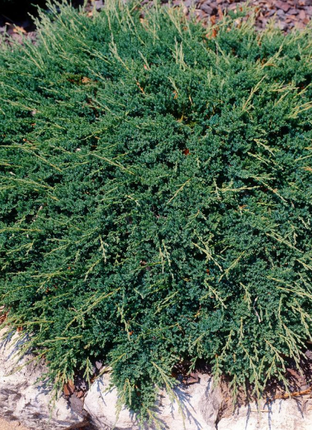 © Hortival Diffusion - Tous droits réservés