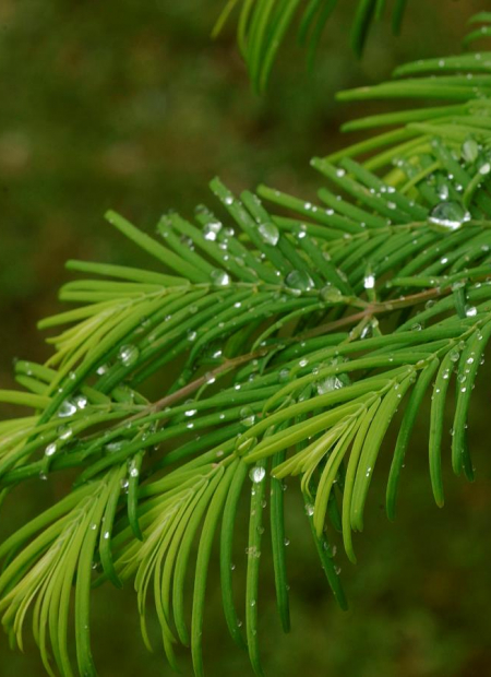 © Hortival Diffusion - Tous droits réservés