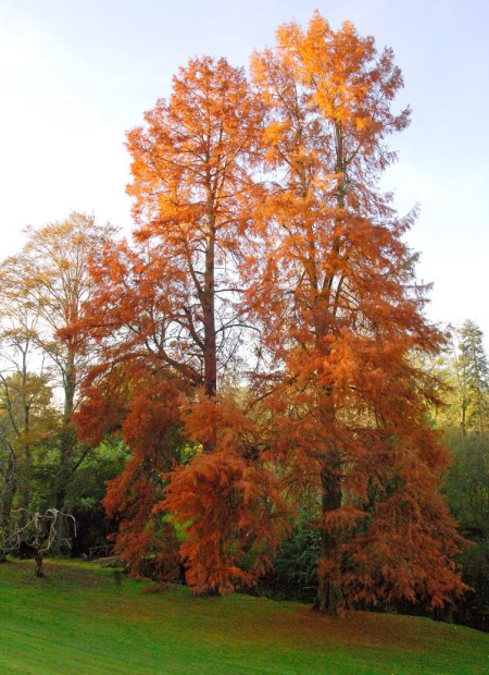 © Hortival Diffusion - Tous droits réservés