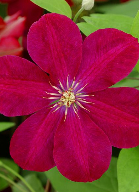 © Hortival Diffusion - Tous droits réservés