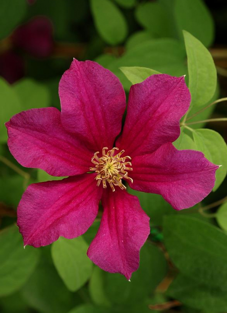 © Hortival Diffusion - Tous droits réservés