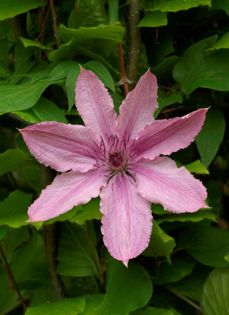 © Hortival Diffusion - Tous droits réservés