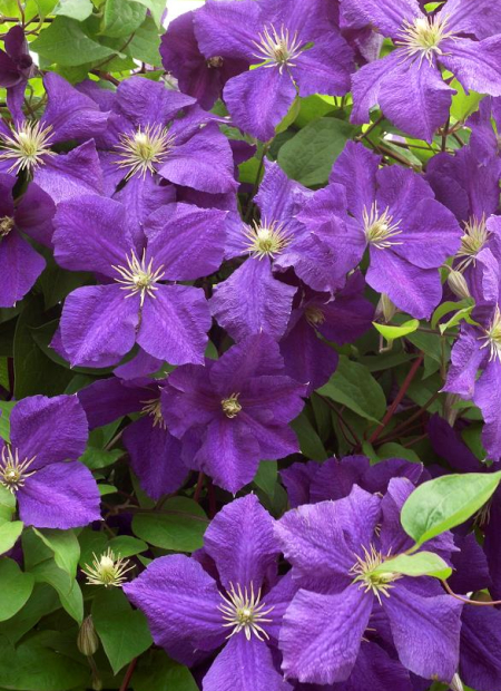 © Hortival Diffusion - Tous droits réservés