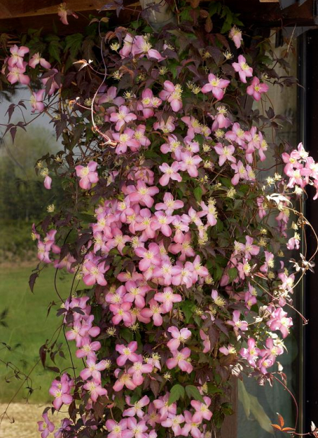 © Hortival Diffusion - Tous droits réservés