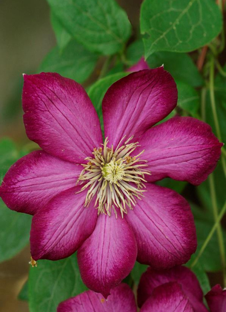 © Hortival Diffusion - Tous droits réservés