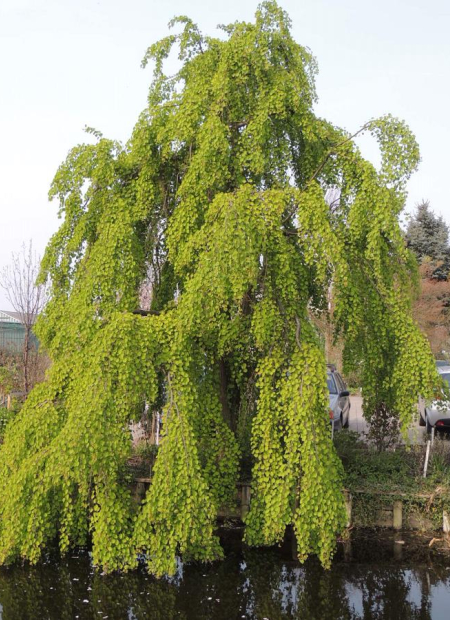 © Hortival Diffusion - Tous droits réservés