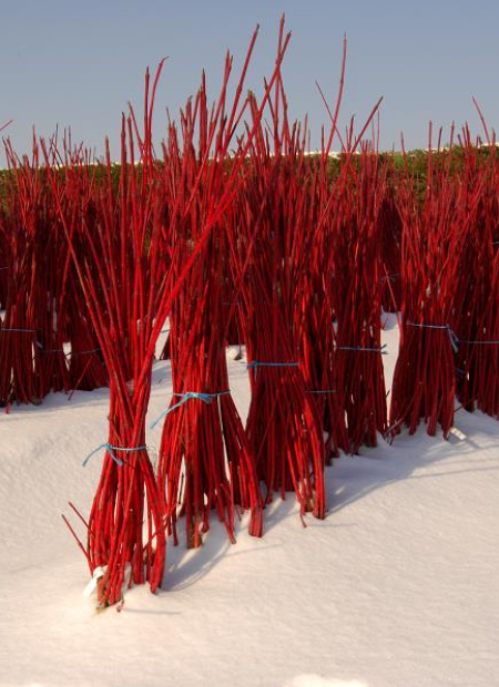 © Hortival Diffusion - Tous droits réservés