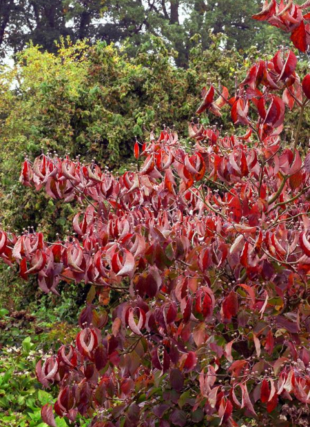 © Hortival Diffusion - Tous droits réservés
