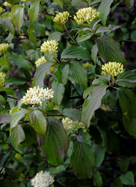 © Hortival Diffusion - Tous droits réservés