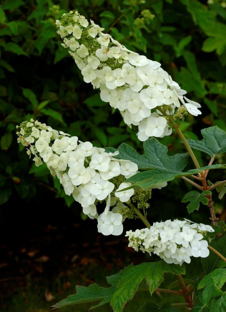 © Hortival Diffusion - Tous droits réservés