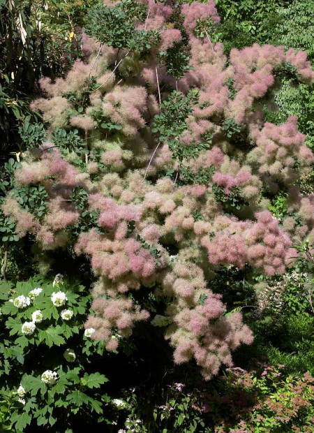 © Hortival Diffusion - Tous droits réservés