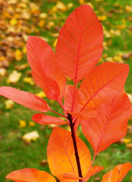 © Hortival Diffusion - Tous droits réservés