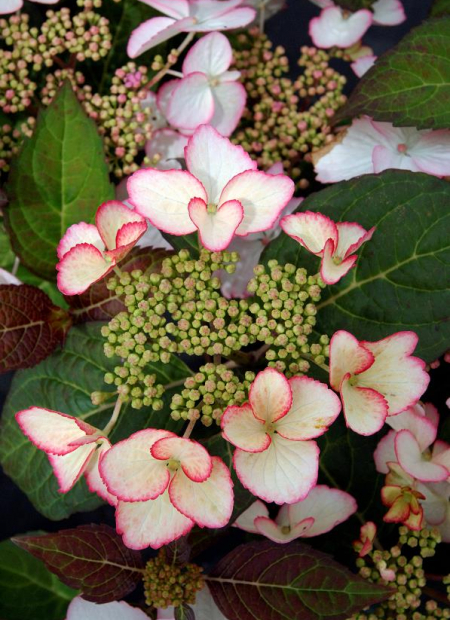 © Hortival Diffusion - Tous droits réservés