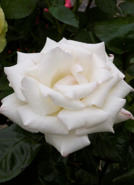 © Hortival Diffusion - Tous droits réservés