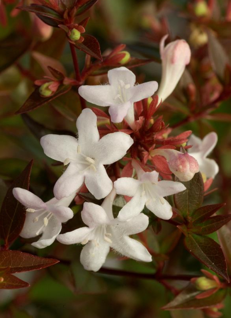 © Hortival Diffusion - Tous droits réservés