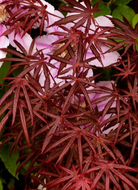 © Hortival Diffusion - Tous droits réservés