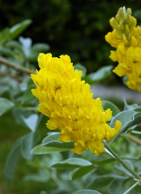 © Hortival Diffusion - Tous droits réservés