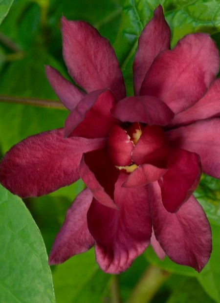 © Hortival Diffusion - Tous droits réservés