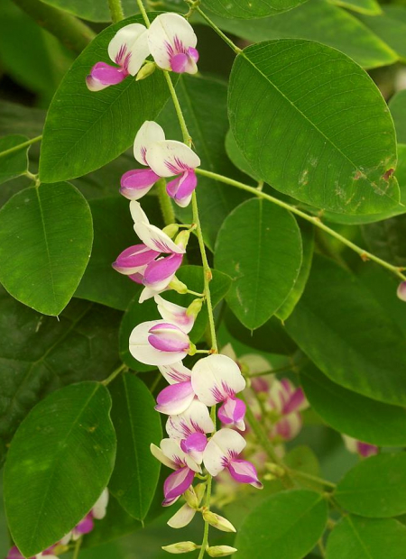 © Hortival Diffusion - Tous droits réservés