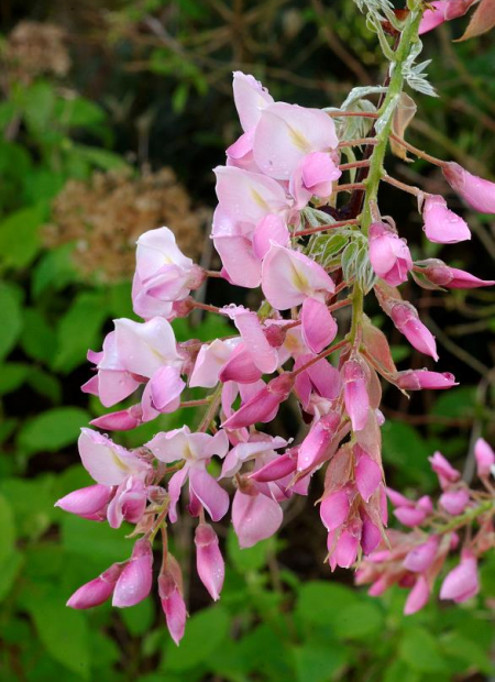 © Hortival Diffusion - Tous droits réservés