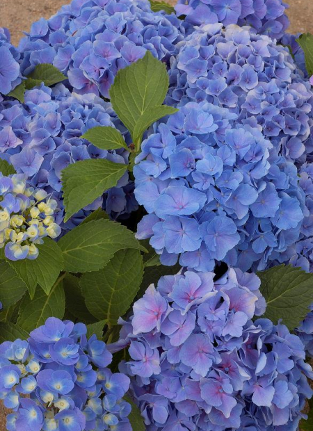 © Hortival Diffusion - Tous droits réservés