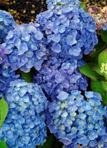 © Hortival Diffusion - Tous droits réservés