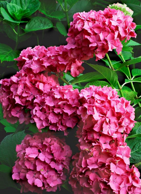 © Hortival Diffusion - Tous droits réservés