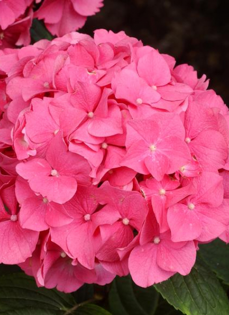 © Hortival Diffusion - Tous droits réservés