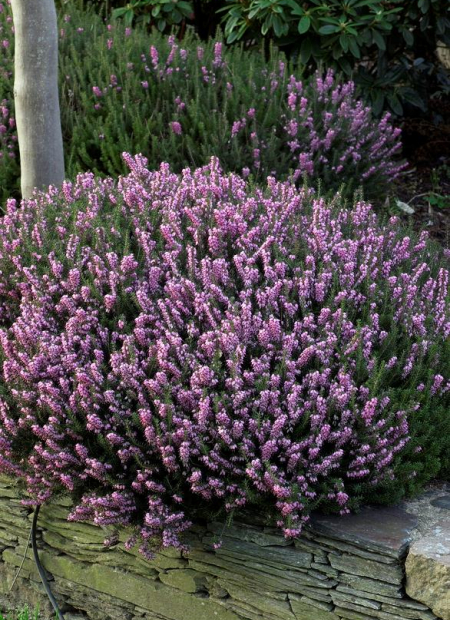 © Hortival Diffusion - Tous droits réservés