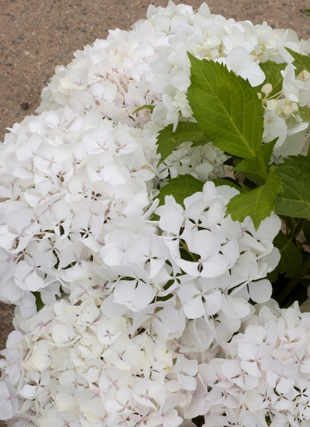 © Hortival Diffusion - Tous droits réservés