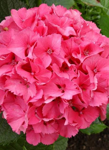 © Hortival Diffusion - Tous droits réservés