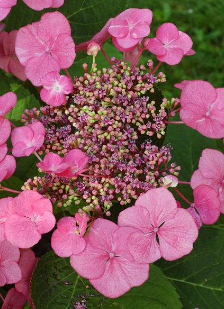 © Hortival Diffusion - Tous droits réservés