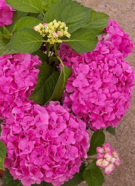 © Hortival Diffusion - Tous droits réservés