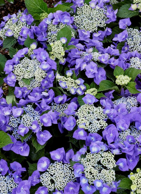 © Hortival Diffusion - Tous droits réservés