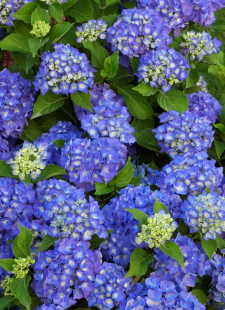 © Hortival Diffusion - Tous droits réservés