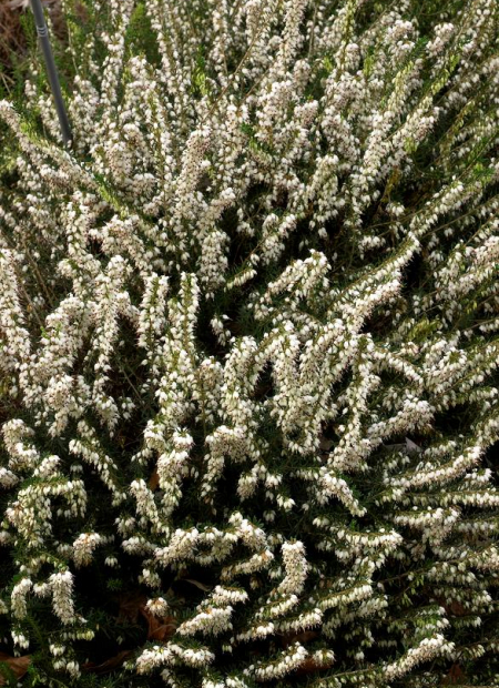 © Hortival Diffusion - Tous droits réservés