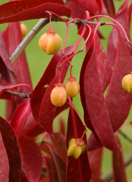 © Hortival Diffusion - Tous droits réservés