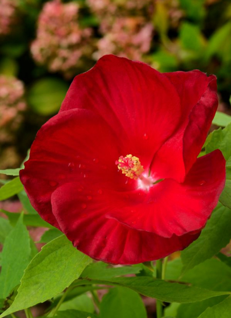 © Hortival Diffusion - Tous droits réservés