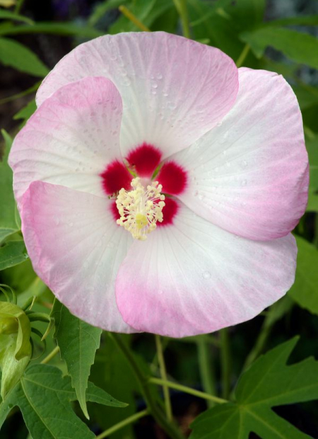 © Hortival Diffusion - Tous droits réservés