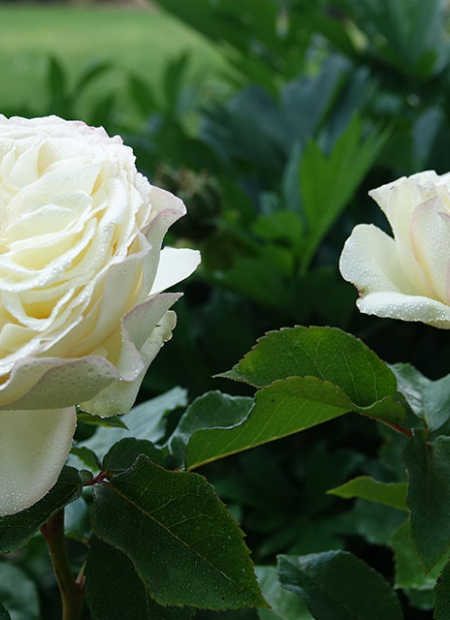 © Hortival Diffusion - Tous droits réservés