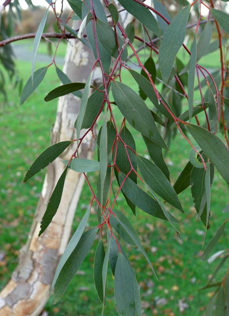 © Hortival Diffusion - Tous droits réservés