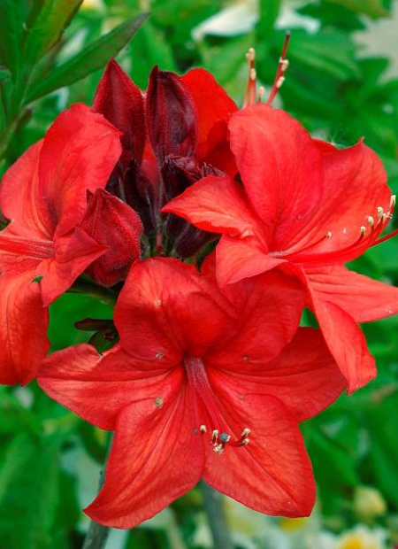 © Hortival Diffusion - Tous droits réservés