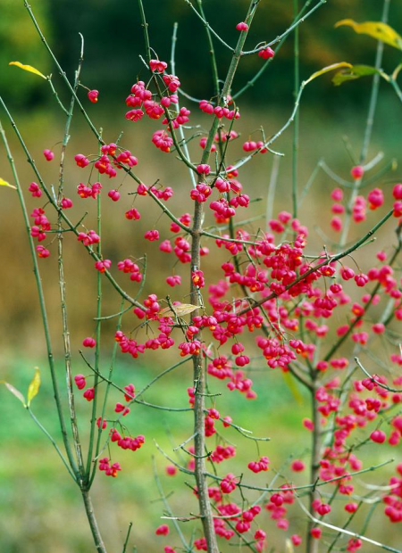 © Hortival Diffusion - Tous droits réservés