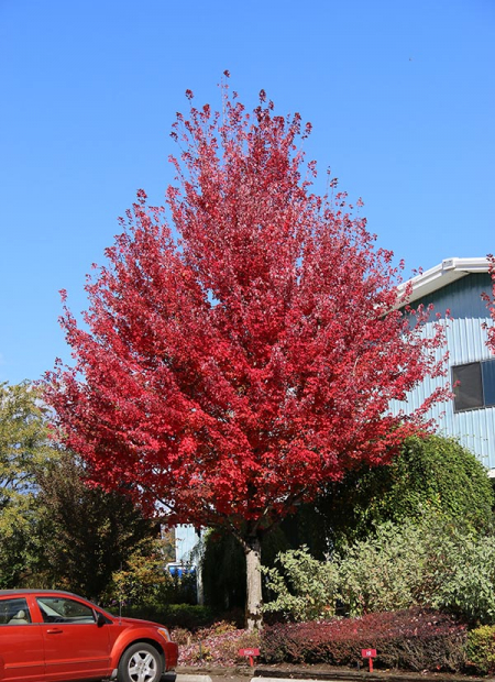 © J.F. Schmidt Nurseries (US)