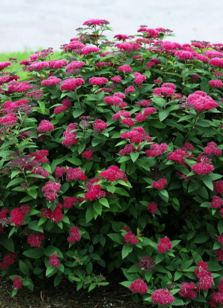 ©Spring Meadow Nursery (US)