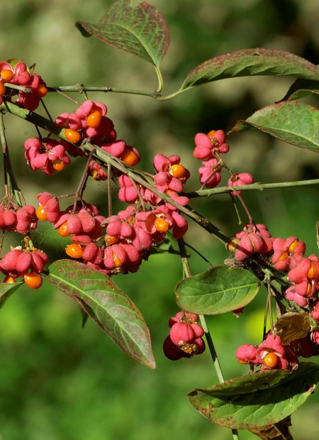 © Hortival Diffusion - Tous droits réservés