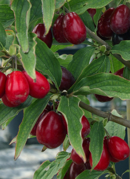 © Hortival Diffusion - Tous droits réservés