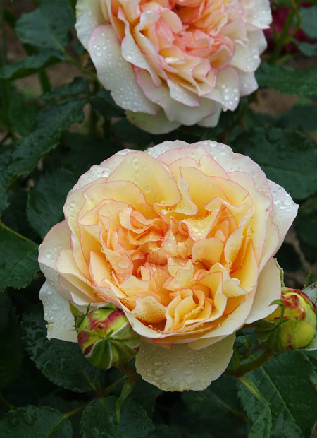 © Hortival Diffusion - Tous droits réservés