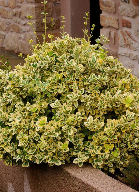 © Hortival Diffusion - Tous droits réservés