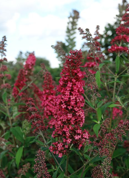 © Hortival Diffusion - Tous droits réservés